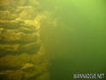 scuba diving photo