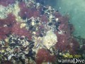 scuba diving photo