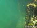 scuba diving photo