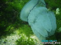 scuba diving photo