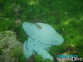 scuba diving photo