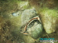scuba diving photo