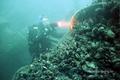scuba diving photo