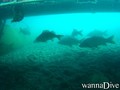 scuba diving photo