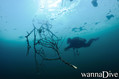 scuba diving photo