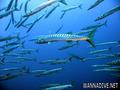 scuba diving photo