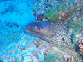 scuba diving photo