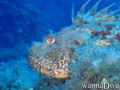 scuba diving photo