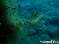 scuba diving photo