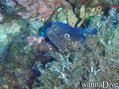 scuba diving photo