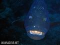scuba diving photo