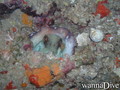 scuba diving photo