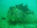 scuba diving photo