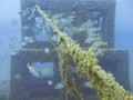 scuba diving photo