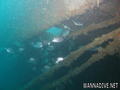 scuba diving photo