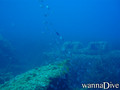 scuba diving photo
