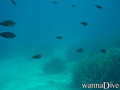 scuba diving photo
