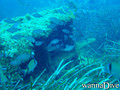scuba diving photo