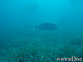 scuba diving photo