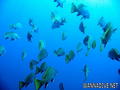 scuba diving photo