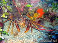scuba diving photo