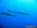 scuba diving photo