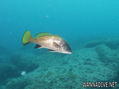 scuba diving photo