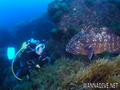 scuba diving photo