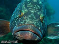 scuba diving photo