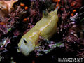 scuba diving photo
