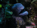 scuba diving photo
