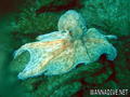 scuba diving photo