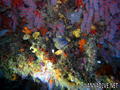 scuba diving photo
