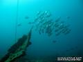 scuba diving photo