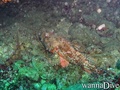 scuba diving photo