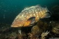 scuba diving photo