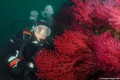 scuba diving photo