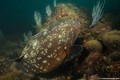 scuba diving photo