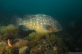 scuba diving photo