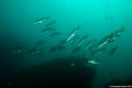 scuba diving photo