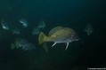 scuba diving photo