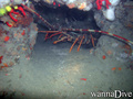 scuba diving photo