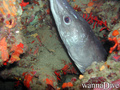 scuba diving photo