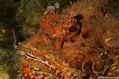 scuba diving photo