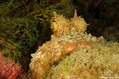 scuba diving photo