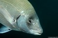 scuba diving photo