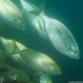 scuba diving photo