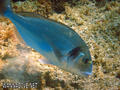 scuba diving photo