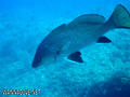 scuba diving photo