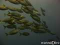 scuba diving photo